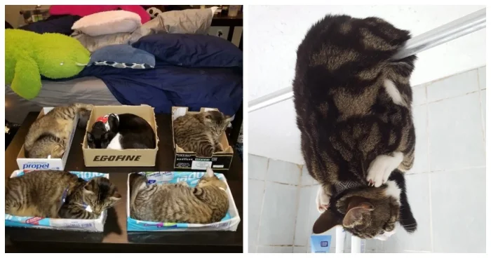 20 случаев, когда кошки вели себя особенно загадочно