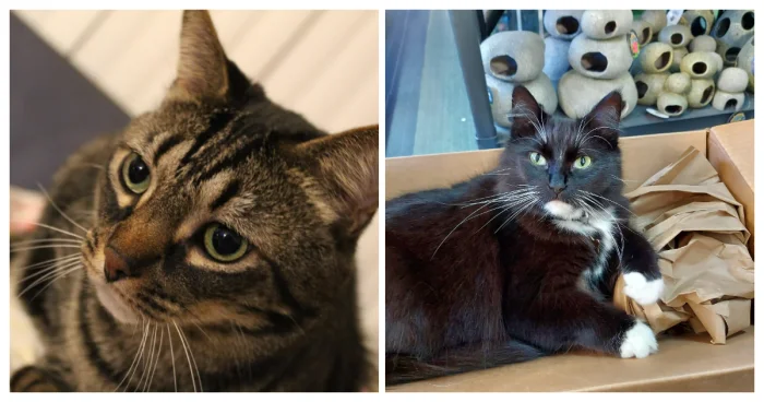 20+ забавных моментов, когда животные проявили смекалку в быту