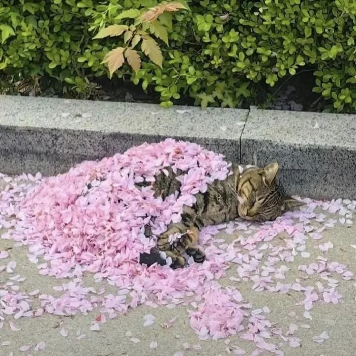 20+ забавных моментов, когда животные проявили смекалку в быту