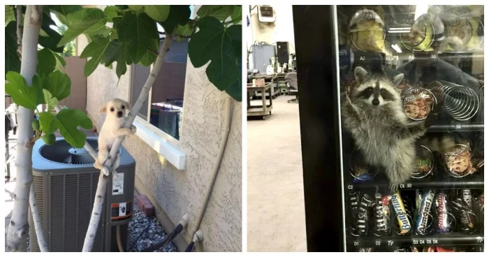 20 забавных случаев, когда любопытство подвело животных