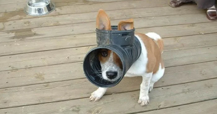 20 забавных случаев, когда любопытство подвело животных