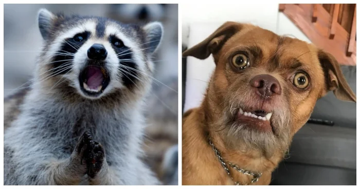 20 примеров, как природа переборщила и получилось весело (и немного жутко)