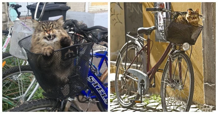 20+ котиков на велосипедах, покоряющих дороги и сердца