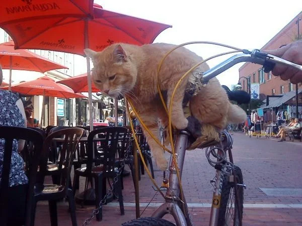 20+ котиков на велосипедах, покоряющих дороги и сердца