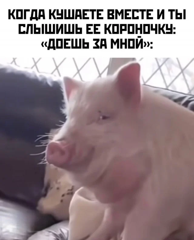 Ого, свежие приколы!