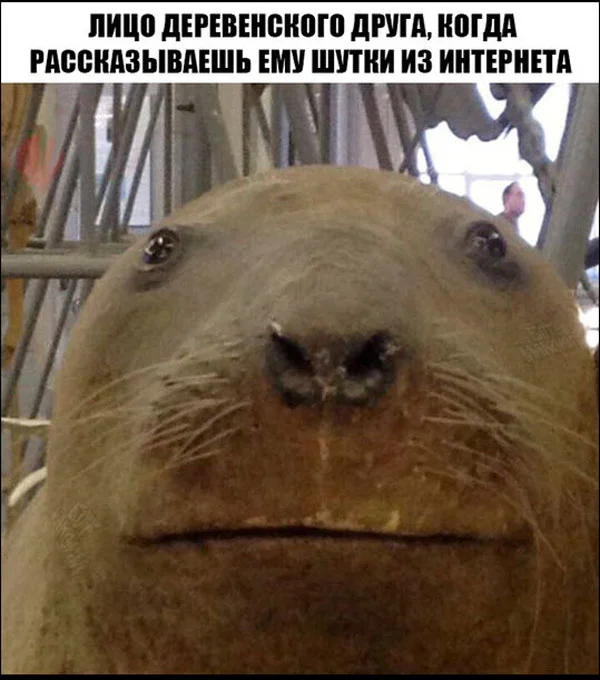 Свежак или баяны? Правильно! Баяны!