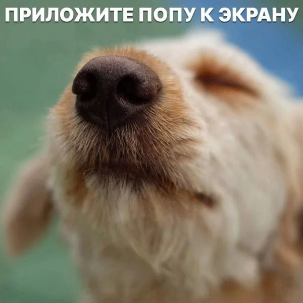 Свежак или баяны? Правильно! Баяны!