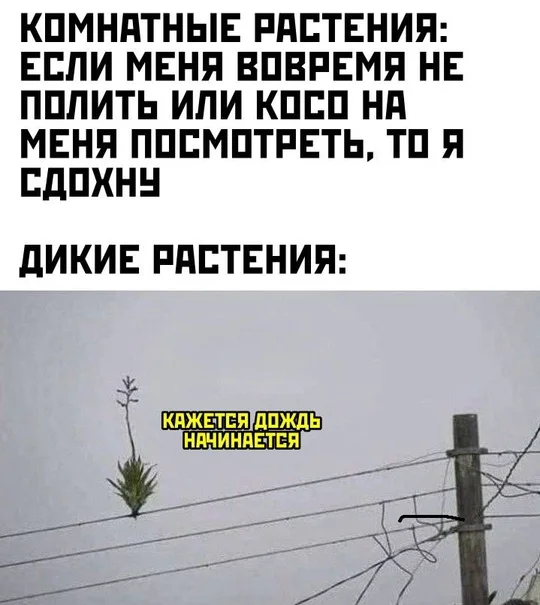 Весёлые картинки