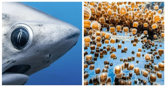 30 доказательств того, что океан — источник бесконечных чудес