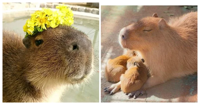 8 интересных фактов о капибарах: короли болот и приручённые пушистики