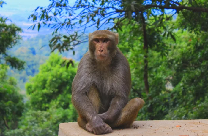 Приёмная мать из Америки арестована по подозрению в обмене дочери на обезьяну
