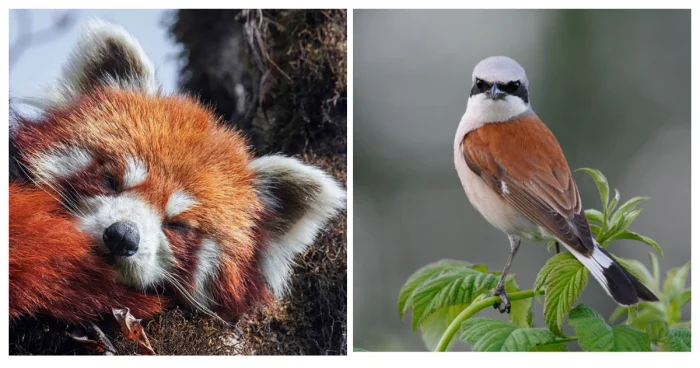 Природа в камуфляже: 10 животных с загадочной внешностью