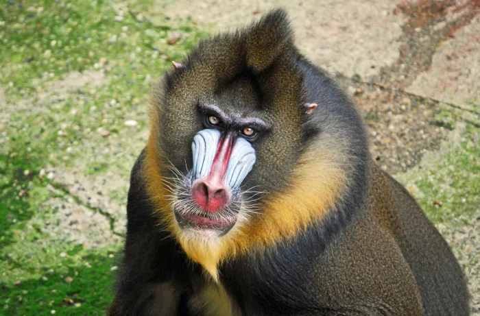 Природа в камуфляже: 10 животных с загадочной внешностью