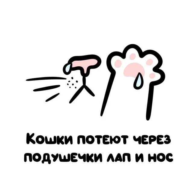 Любопытные факты