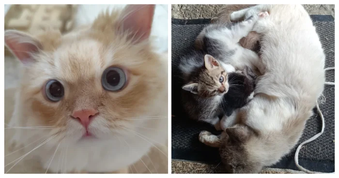 20 моментов, ради которых котики готовы ждать часами