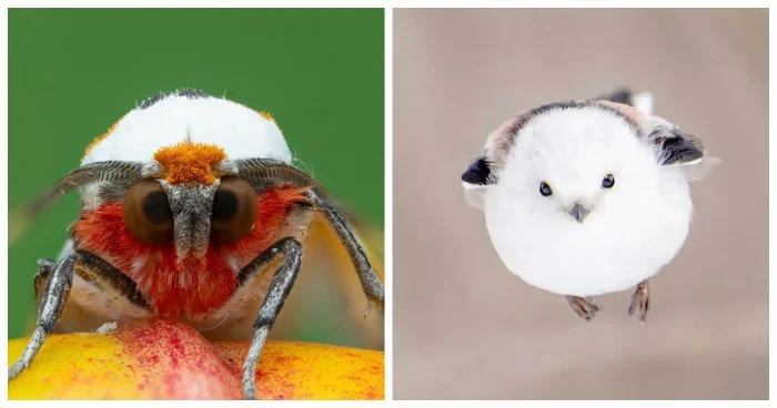 От пушистого чуда до вулканической мощи: 15 поразительных природных явлений