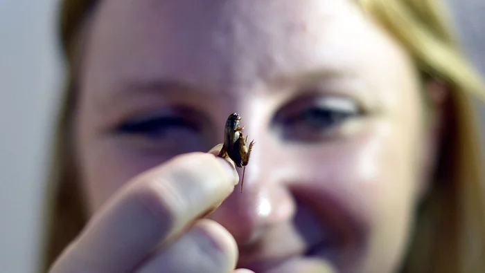 Почему исчезли домашние тараканы? Несколько версий