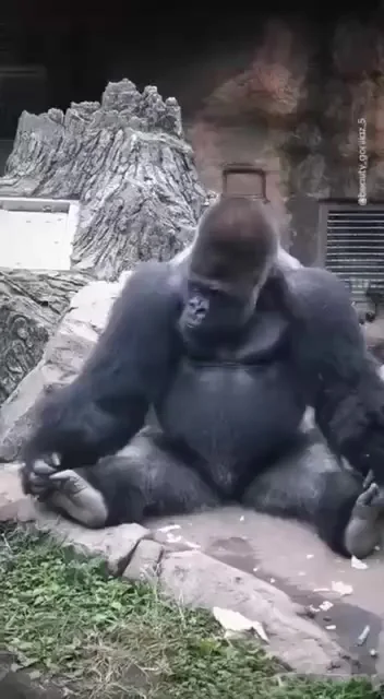 Этот папа-горилла любит проводить время со своими детьми