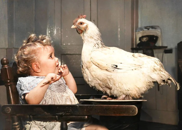 20 раскрашенных снимков XX века: удивительные моменты с животными