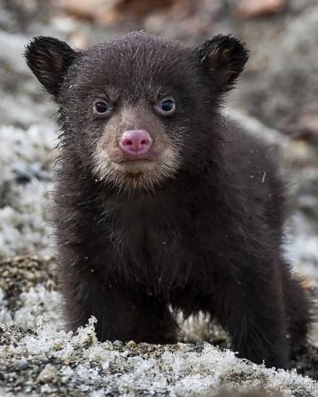 Первый шаг в большой мир: медвежонок покидает берлогу