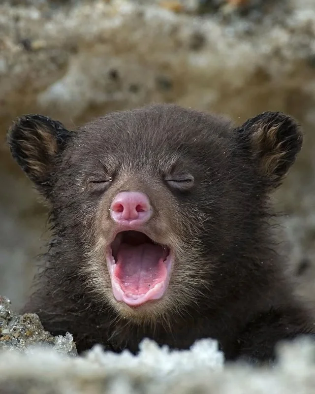 Первый шаг в большой мир: медвежонок покидает берлогу