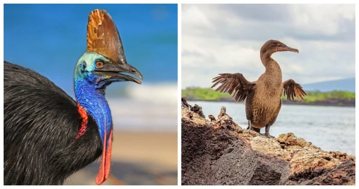 12 необычных птиц, которые утратили способность к полёту