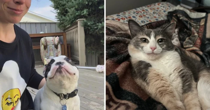 16 трогательных фото, где кошки и собаки обожают своих хозяев.