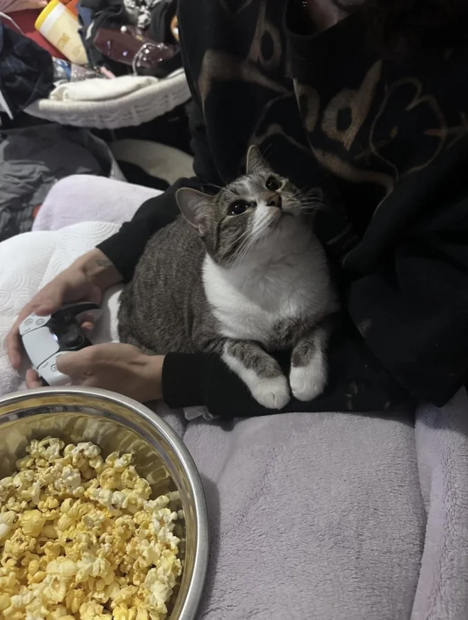 16 трогательных фото, где кошки и собаки обожают своих хозяев.