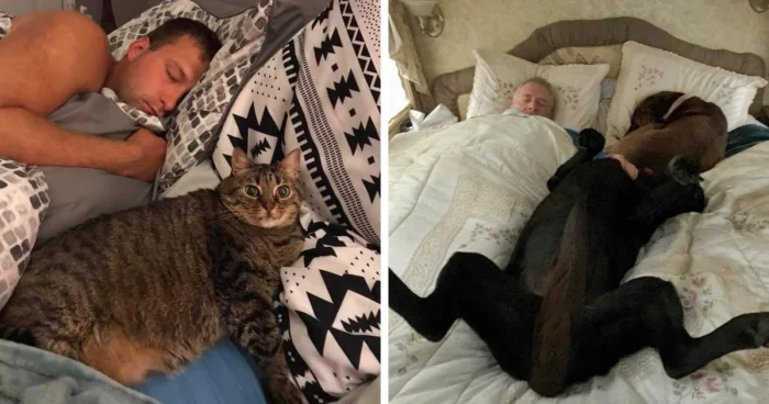 16 забавных моментов, когда питомцы «захватывали» кровати своих хозяев