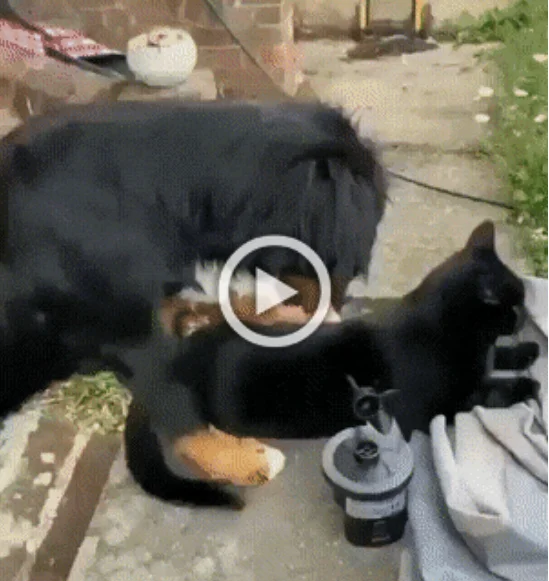 Разнообразные ГИФки #71