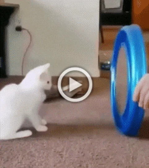 Разнообразные ГИФки #84