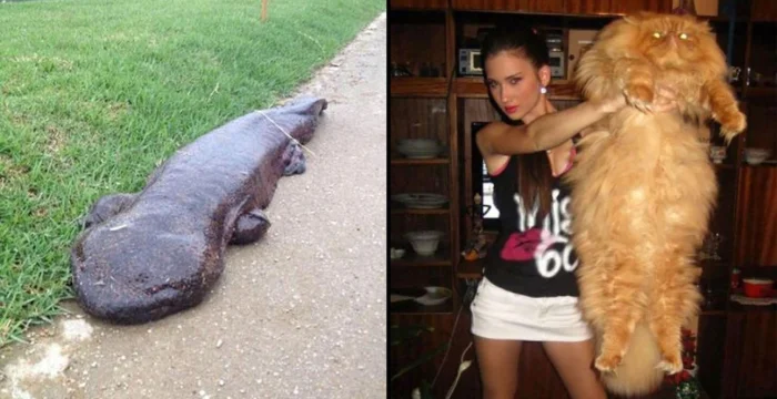 18 гигантов животного мира и природы, поражающих своими масштабами