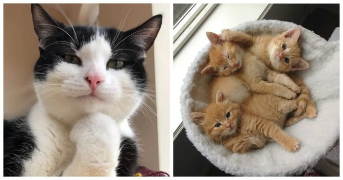 20+ котиков, которые ведут себя как настоящие мудрецы