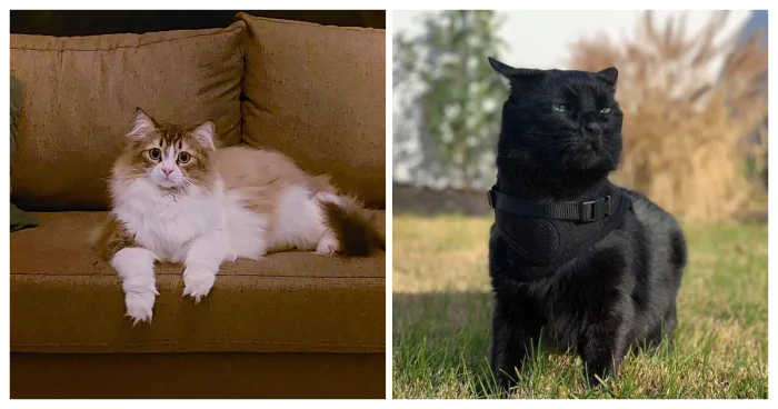 20 котов-мудрецов: размышления, советы и философия хвостов