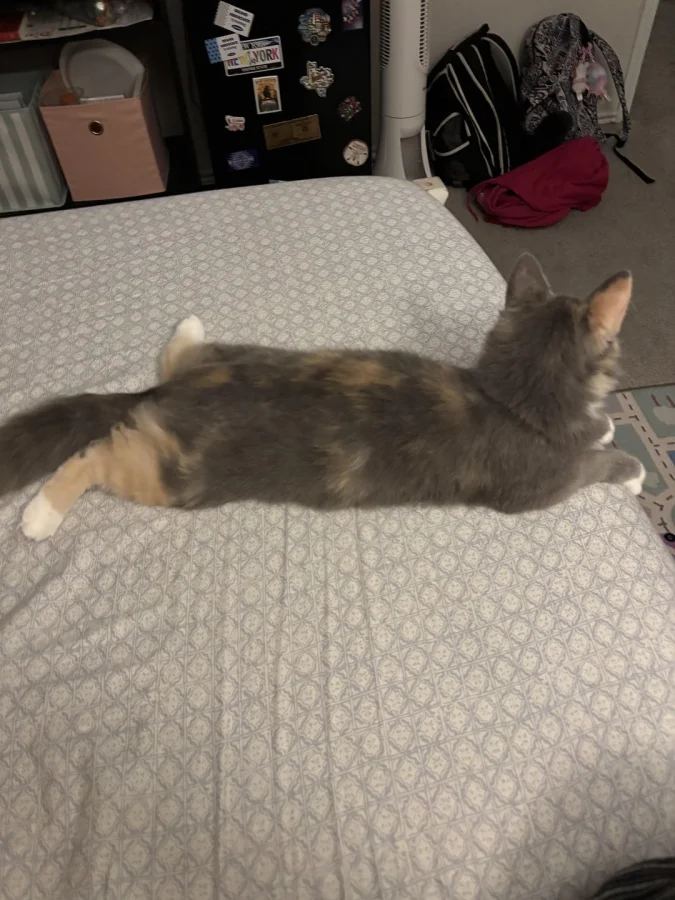 20 котов-мудрецов: размышления, советы и философия хвостов