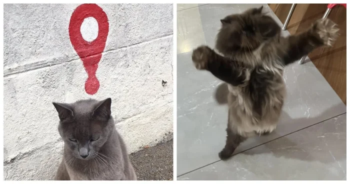 Более 20 котиков с мордочками, перед которыми невозможно устоять