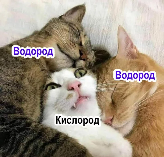 Кошкоюмор
