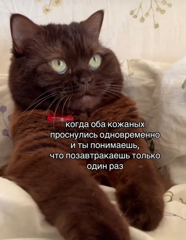 Кошкоюмор