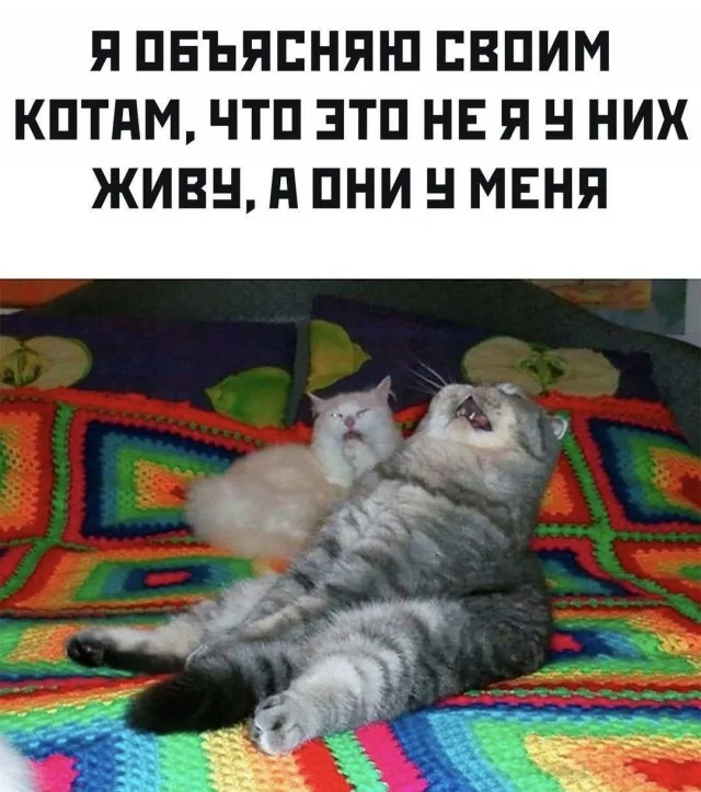 Кошкоюмор