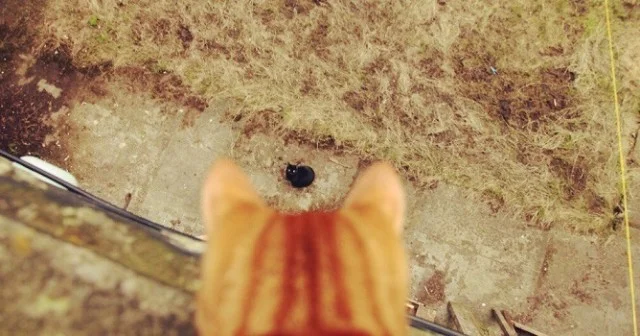 Картинки - смешно