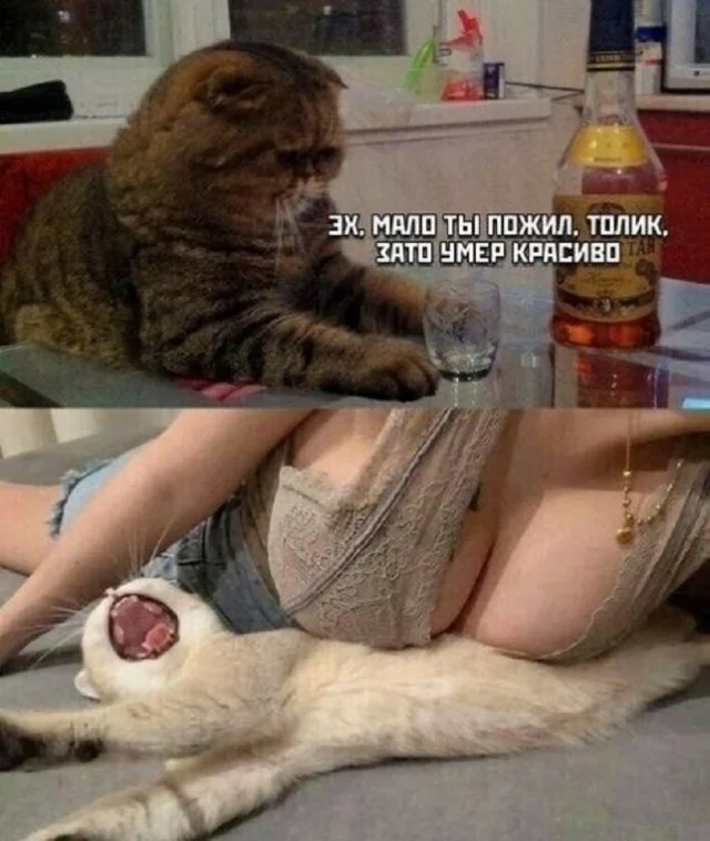 Кайф, а не прикольные картинки