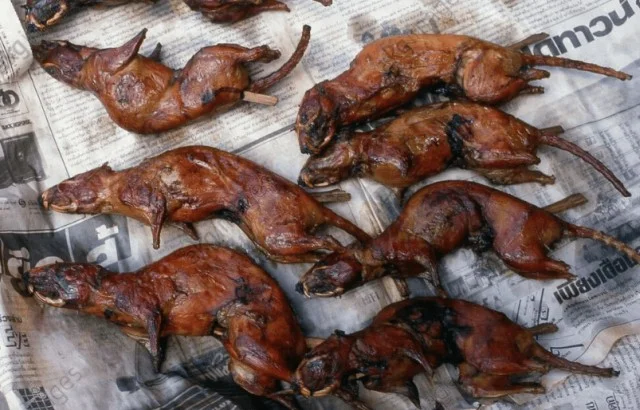 Кроты на даче и на ужин: можно ли их есть в крайнем случае