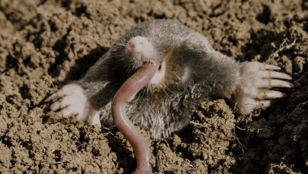 Кроты на даче и на ужин: можно ли их есть в крайнем случае