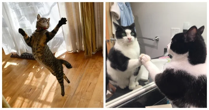 Как пушистики планируют день: 23 элемента кошачьего тайм-менеджмента