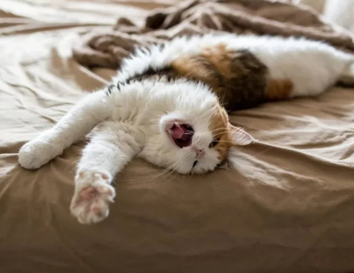 Как пушистики планируют день: 23 элемента кошачьего тайм-менеджмента