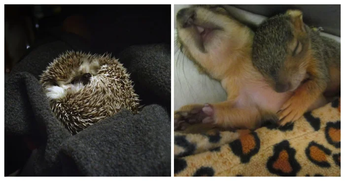 25+ уморительно спящих питомцев, от которых сердце тает без предупреждения