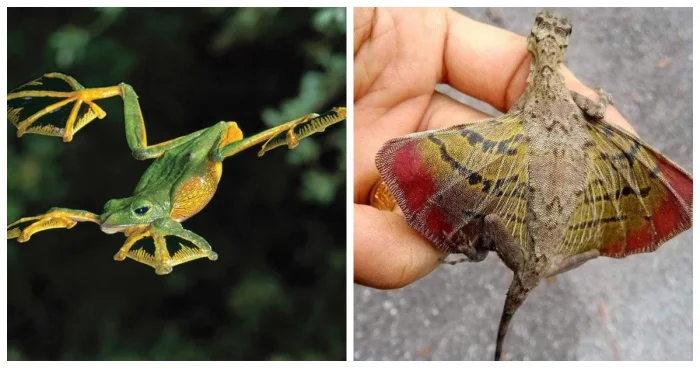 9 небесных героев, покоряющих небо без крыльев и перьев