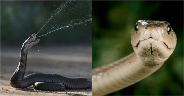 Простой американец помог создать универсальное противоядие от укусов змей