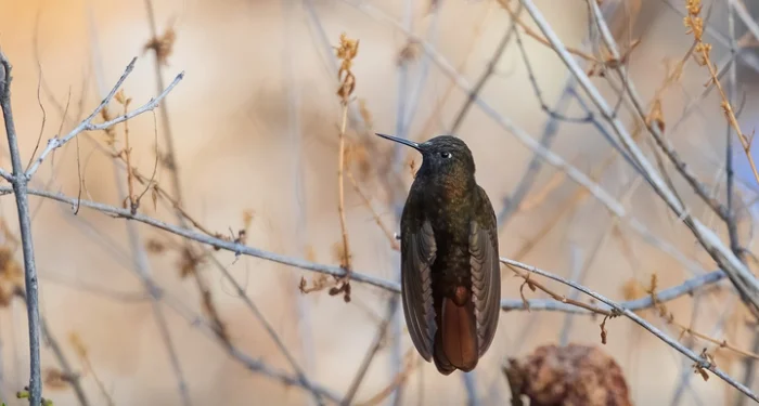 Чёрный металлохвост: птица, умирающая каждую ночь