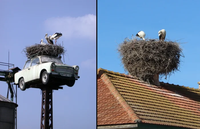 Как устроено гнездо аиста: природная инженерия в действии